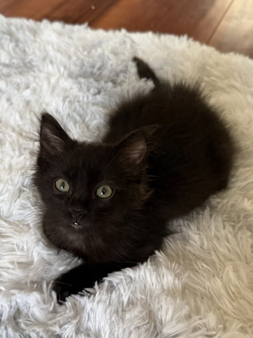 Bandit (bonded with Cheeto), an adoptable Domestic Long Hair in Antioch, CA