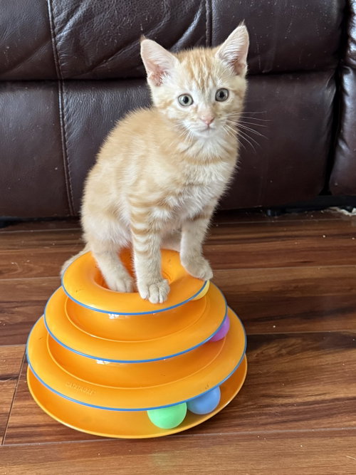 Cheeto (bonded with Bandit), an adoptable Domestic Medium Hair in Antioch, CA