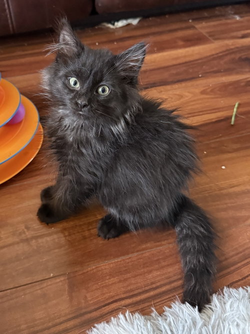 Smokey (bonded with Cheddar), an adoptable Domestic Long Hair in Antioch, CA