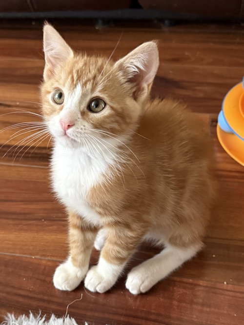Cheddar (bonded with Smokey_, an adoptable Domestic Medium Hair in Antioch, CA