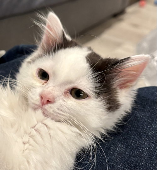 Dobby (bonded with Fred), Baby Domestic Medium Hair / Mixed (medium coat), cat for adoption in San Rafael, California