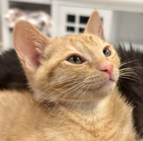 Fred (bonded with Dobby), Baby Domestic Short Hair / Tabby / Mixed (medium coat), cat for adoption in San Rafael, California