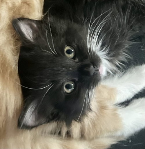 Harry (bonded with George), Baby Domestic Short Hair / Tuxedo / Mixed (medium coat), cat for adoption in San Rafael, California