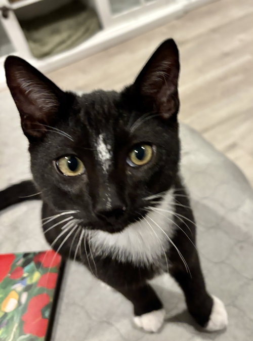 picture of the cat needing adoption