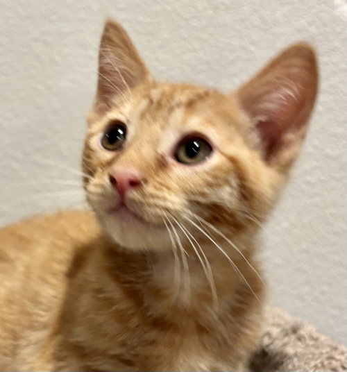 George (bonded with Harry), Baby Domestic Short Hair / Tabby / Mixed (short coat), cat for adoption in San Rafael, California