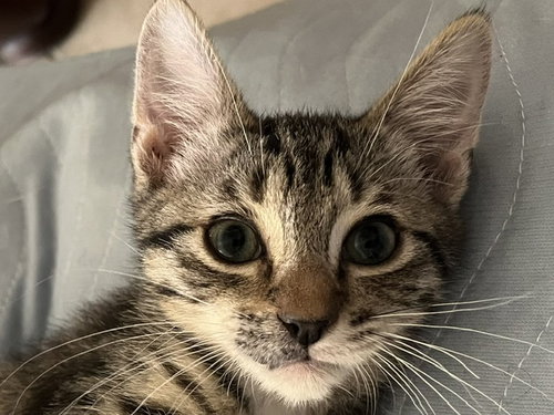 Tobi