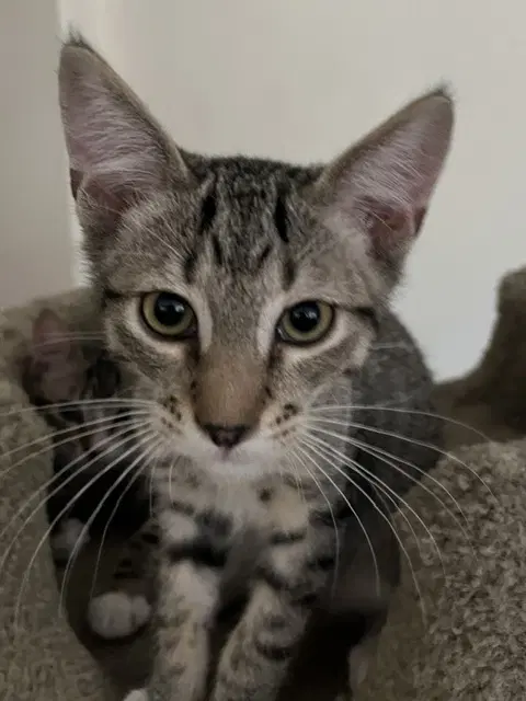 Clifford - Domestic Short Hair