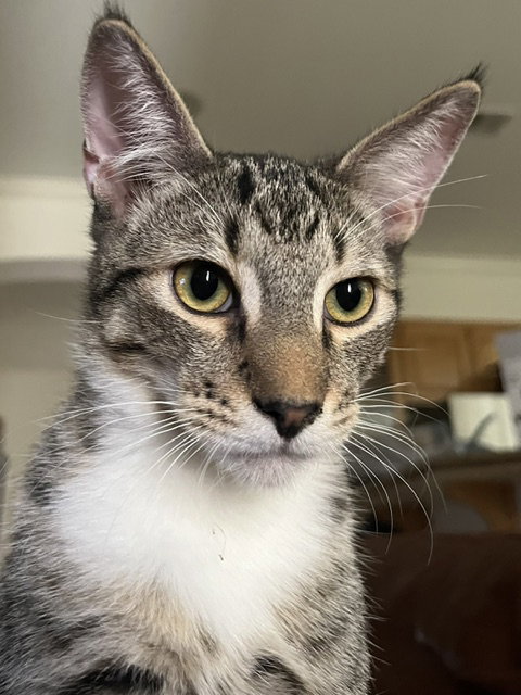 picture of the cat needing adoption