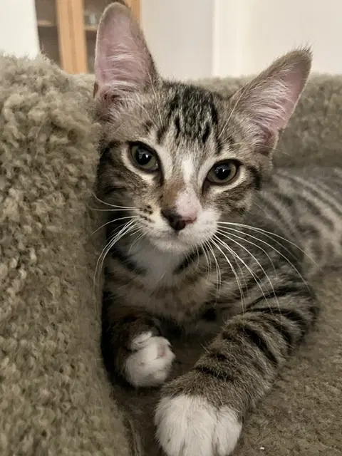 Loki - Domestic Short Hair