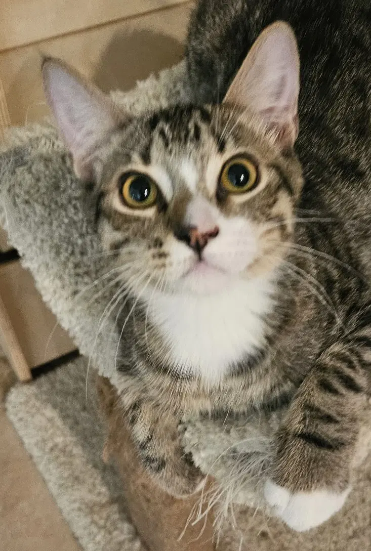 Loki image 1