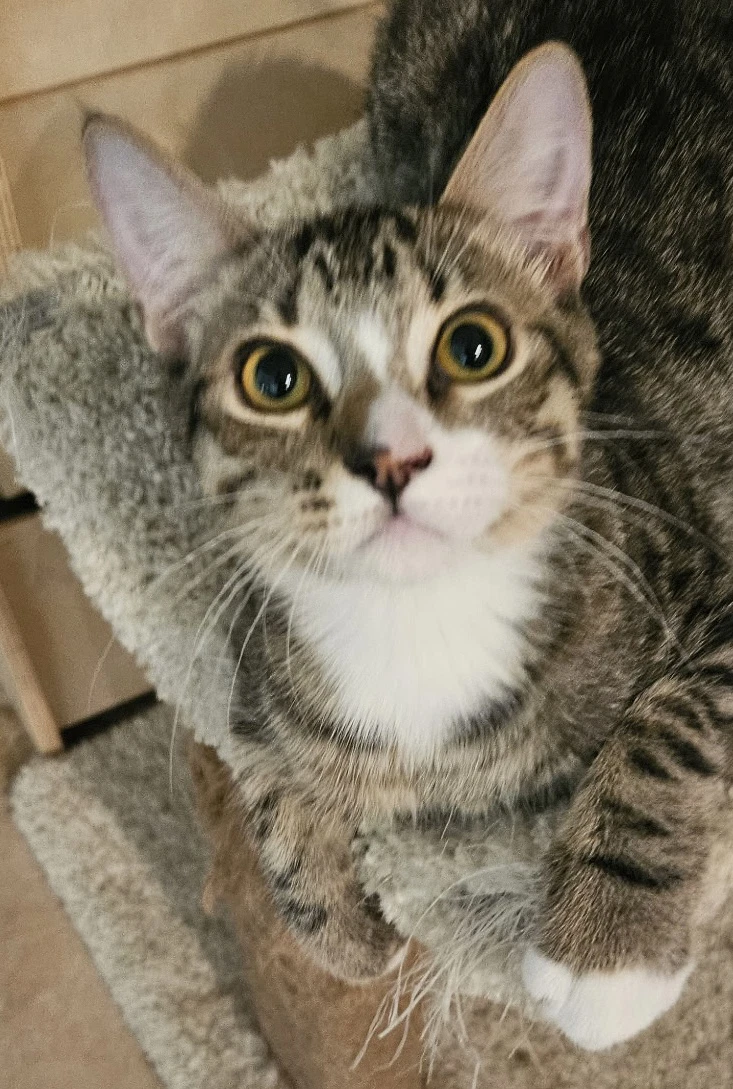 Loki