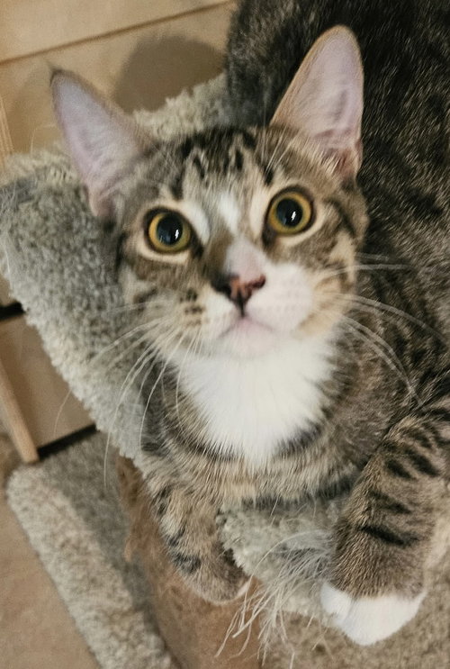 Loki, a cat for adoption from Homeless Animals' Lifeline Organization H.A.L.O.