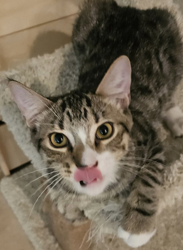 Loki