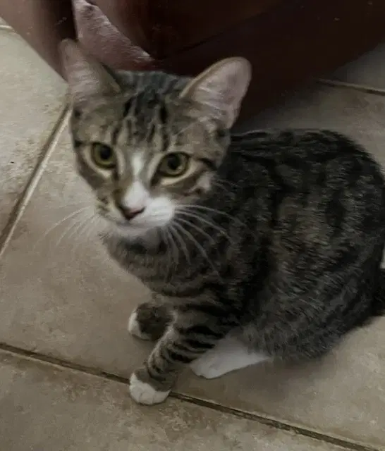 Loki image 3