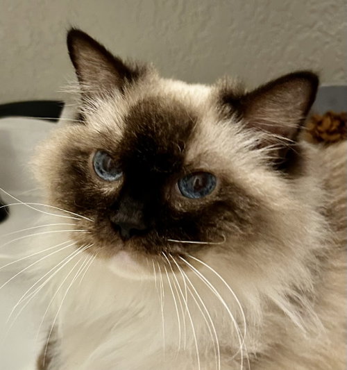 Maggie