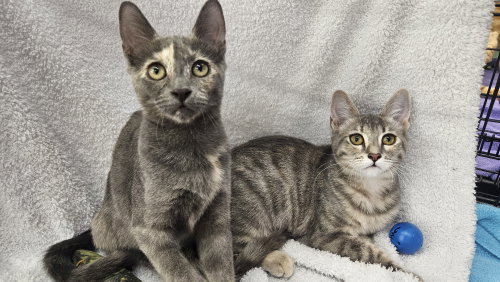 Dixie & Trixie - Bonded Sisters, a cat for adoption from Homeless Animals' Lifeline Organization H.A.L.O.