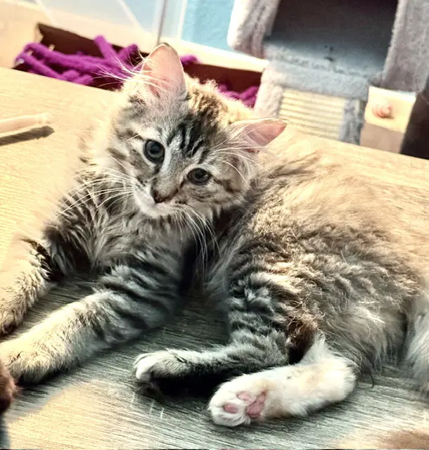 Cinder Bonded With Midnight And Fluffy - Domestic Long Hair