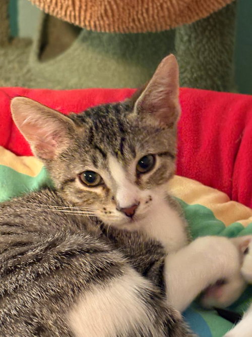 Sis (bonded with Bruh), an adoptable Domestic Short Hair in Antioch, CA