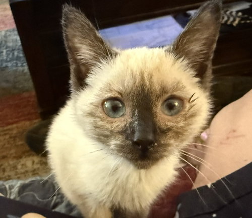 Rosie