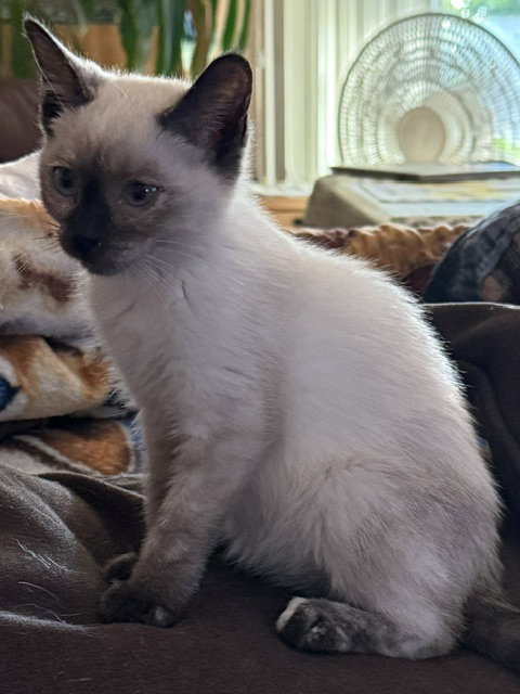 Rosie photo 2