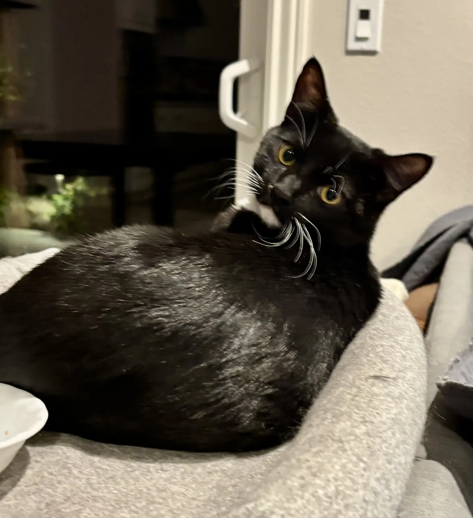 Jasper - Tuxedo