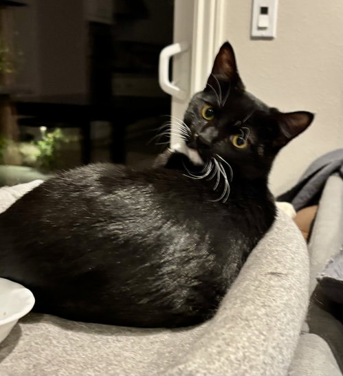 picture of the cat needing adoption