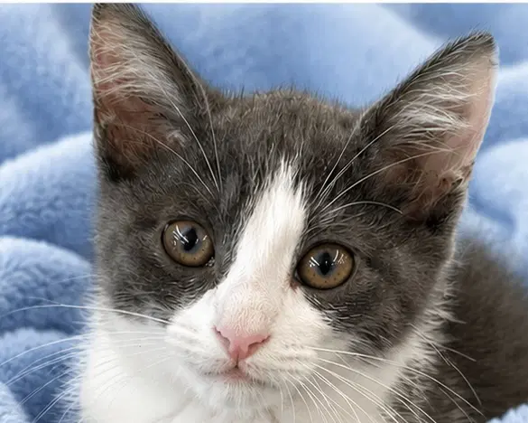 Catrick Swayze - Domestic Short Hair