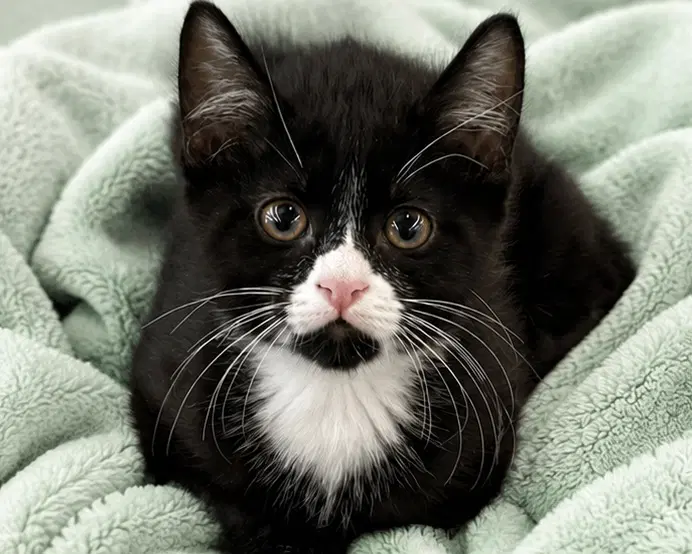 Gorp - Domestic Short Hair