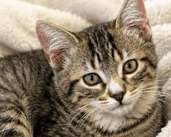 Sarah - Domestic Short Hair