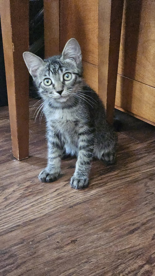 Mr. Beans