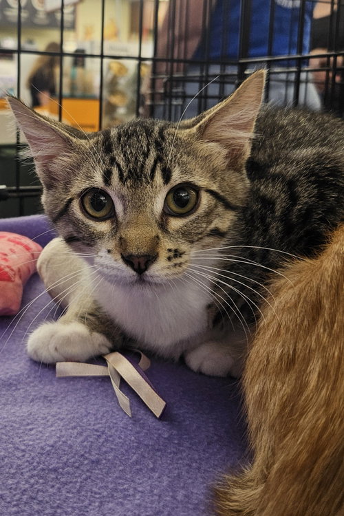 picture of the cat needing adoption