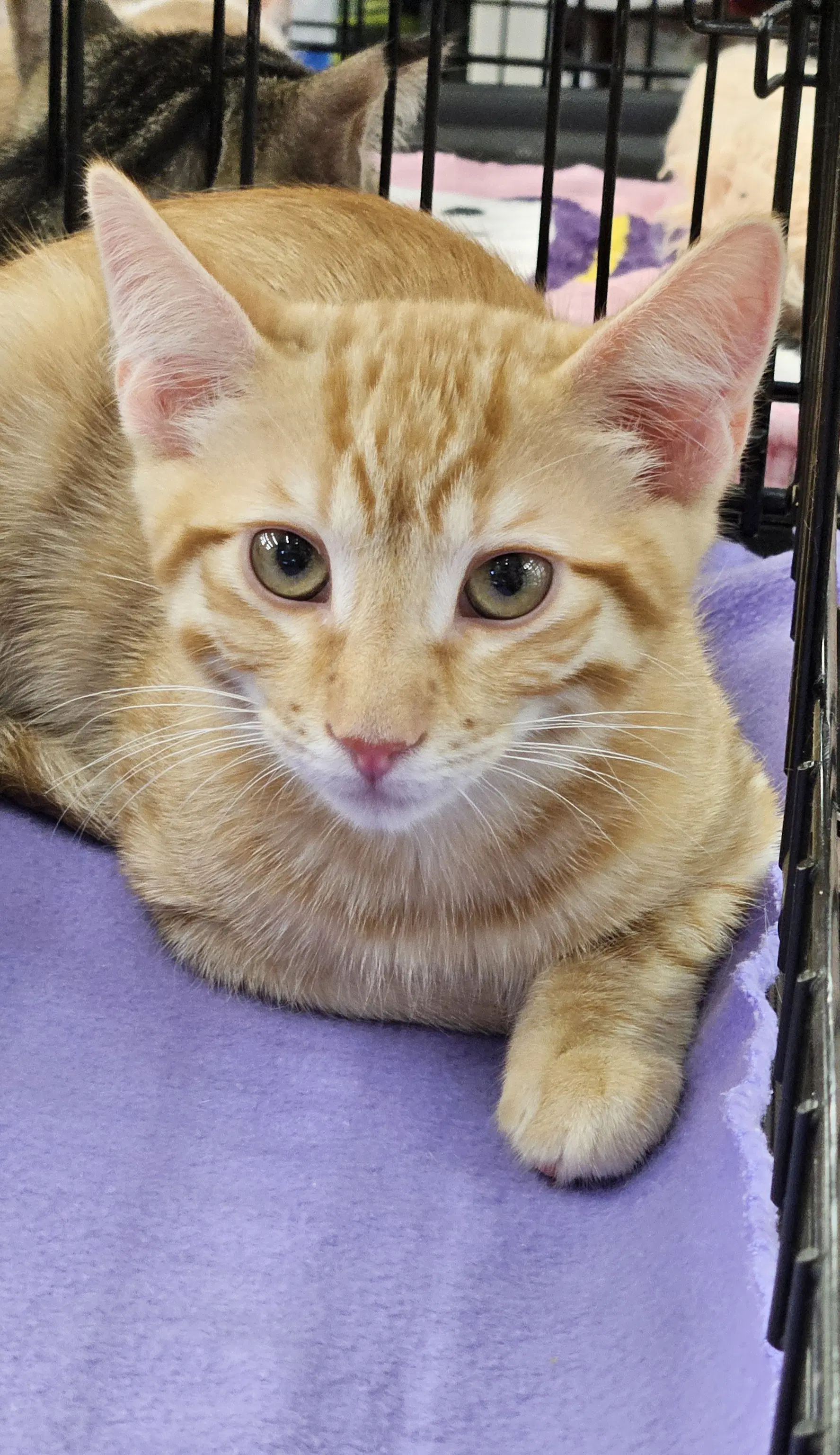 Sriracha - Domestic Short Hair