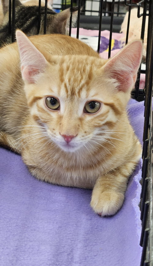 picture of the cat needing adoption