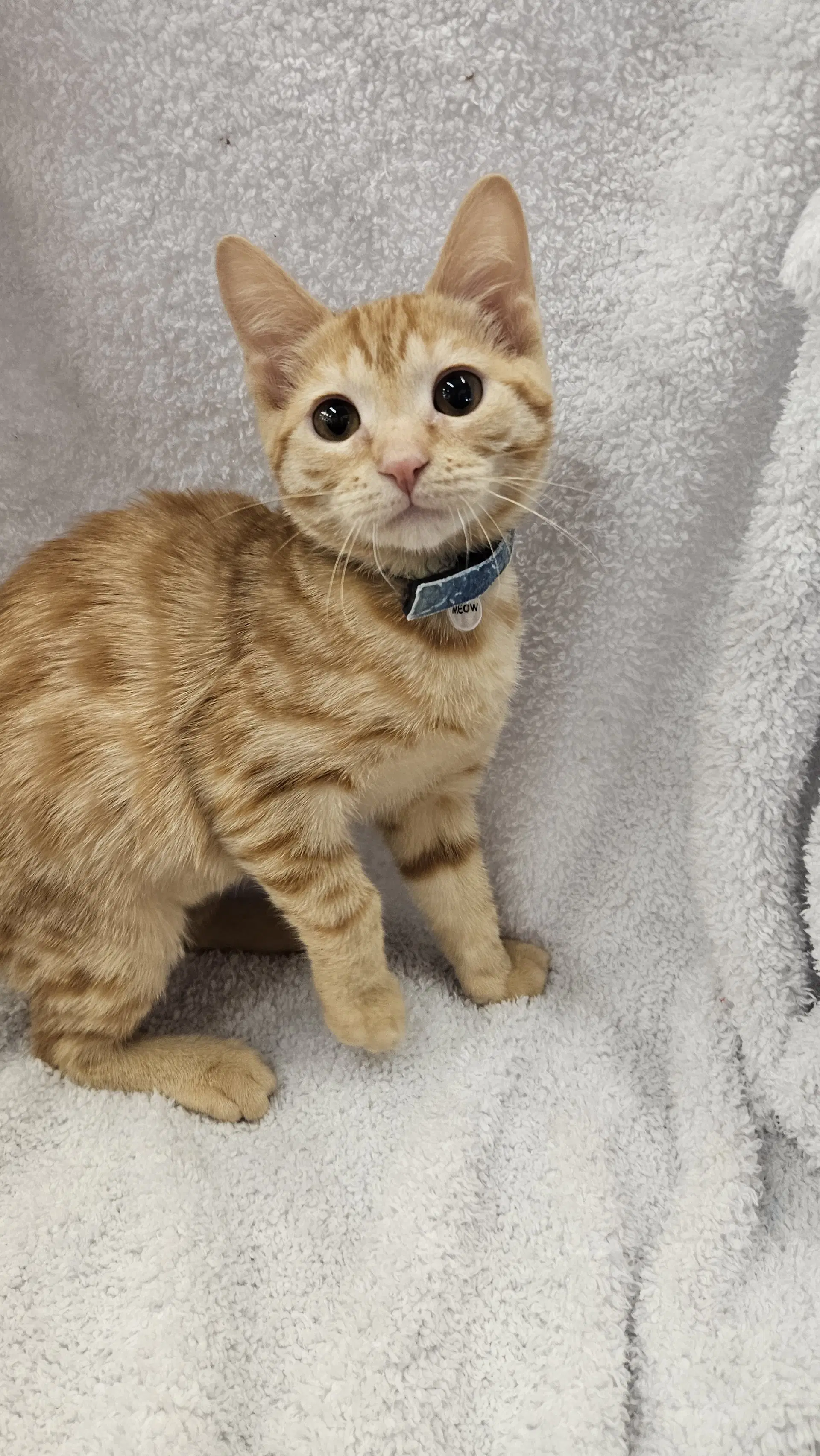 Flint - Domestic Short Hair