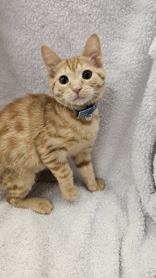 picture of the cat needing adoption