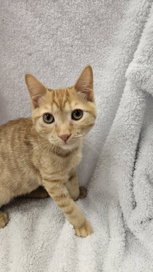 picture of the cat needing adoption