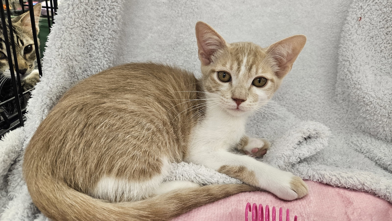 Julius, Domestic Short Hair
