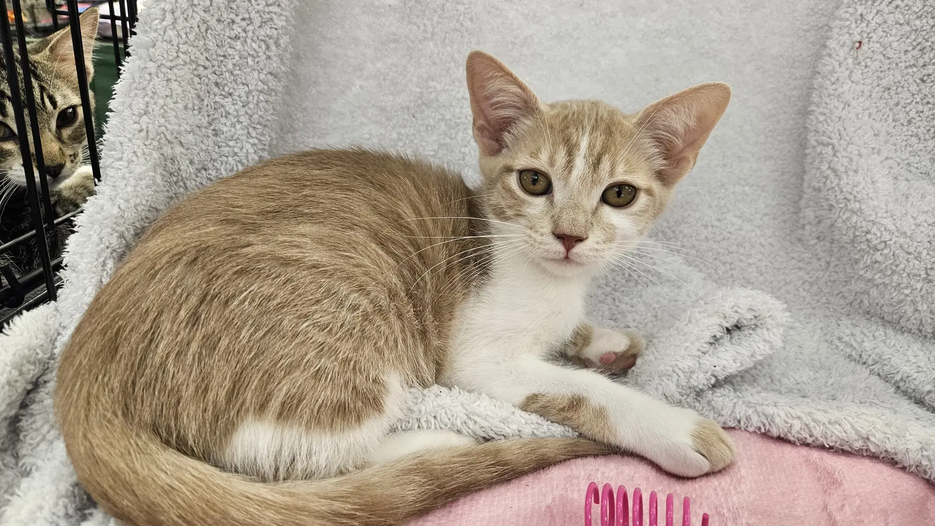 Julius - Domestic Short Hair