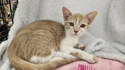 picture of the cat needing adoption