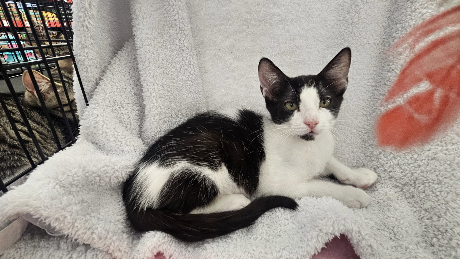 Panda, Domestic Short Hair