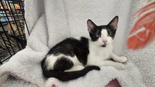 picture of the cat needing adoption