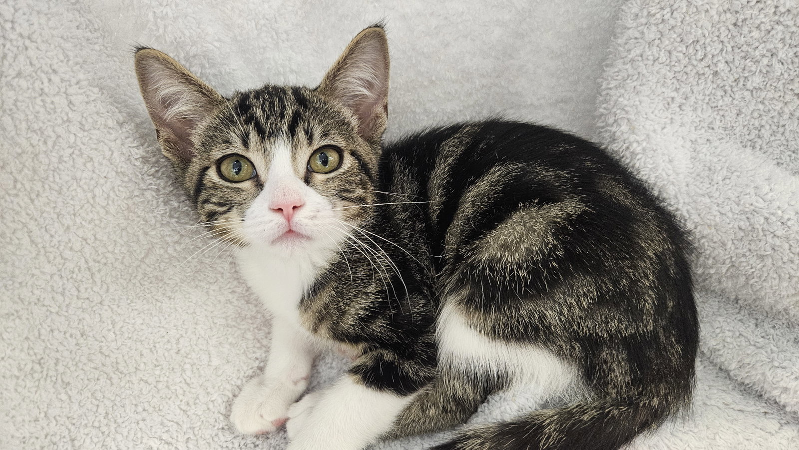 Marbles, Domestic Short Hair