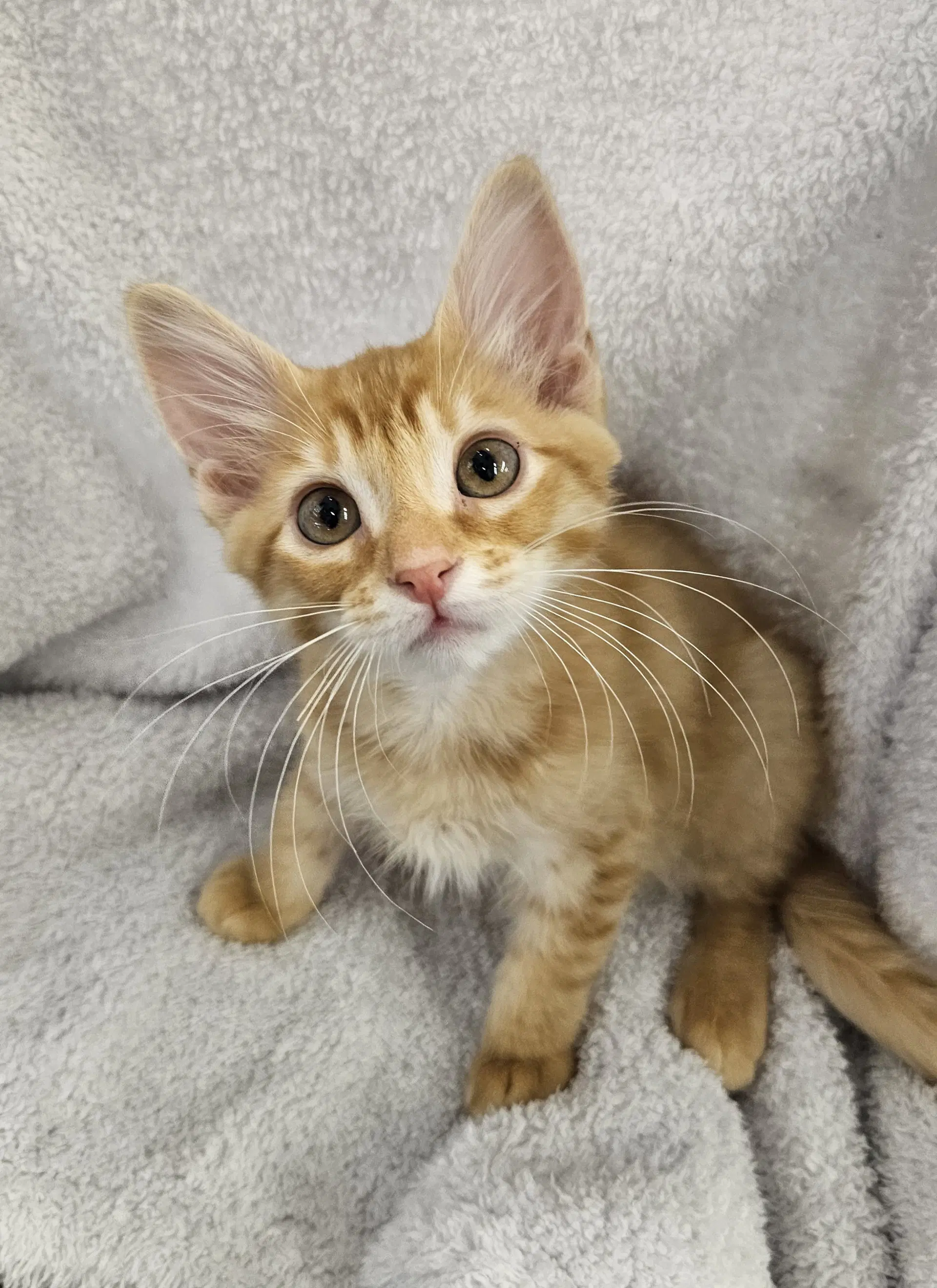 Copper - Domestic Short Hair