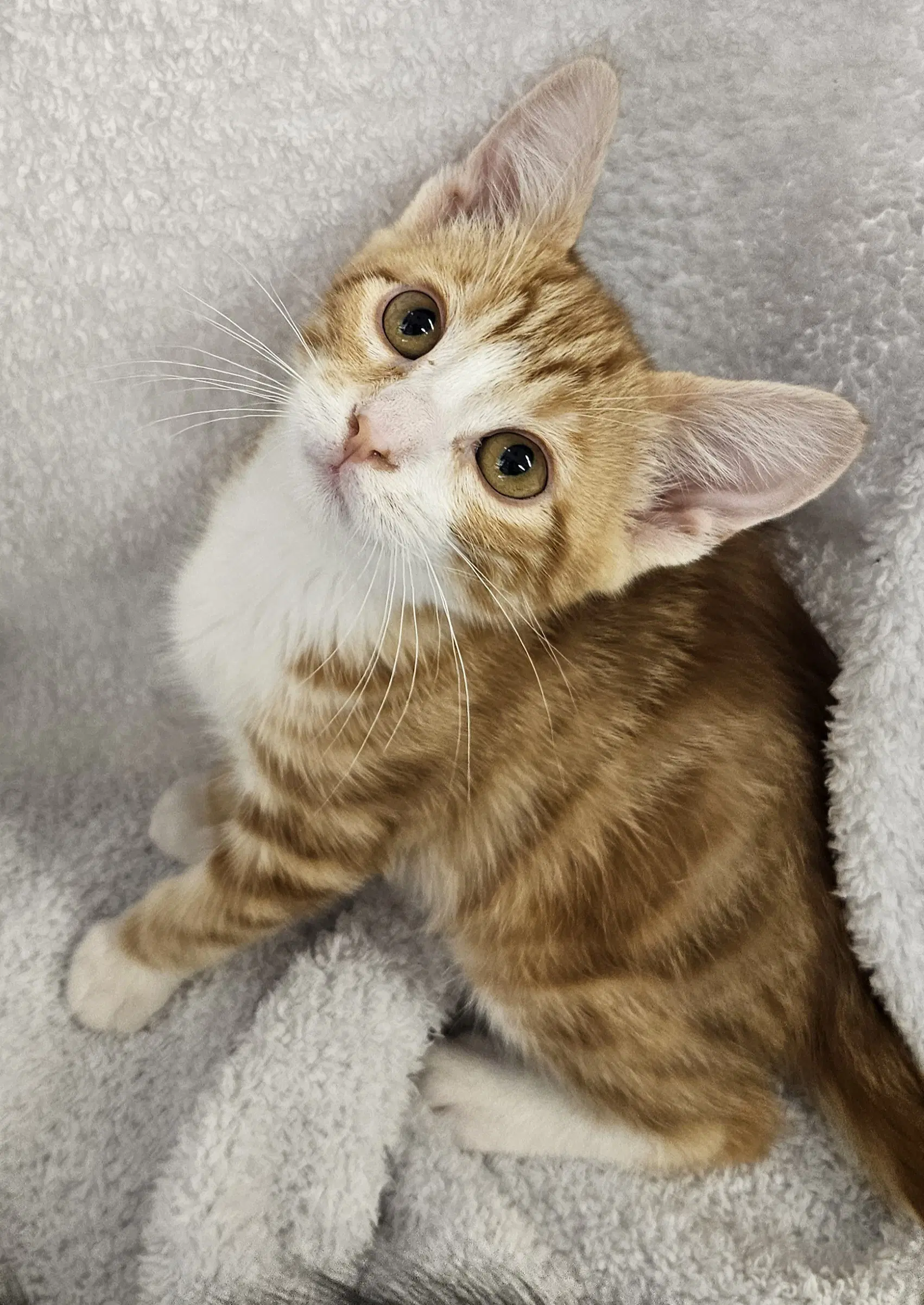 Rusty - Domestic Short Hair