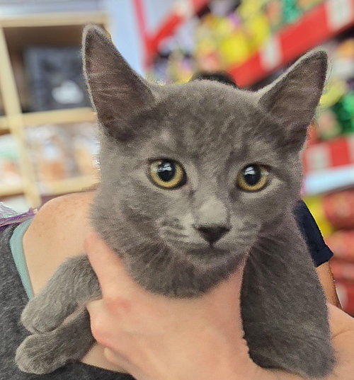picture of the cat needing adoption