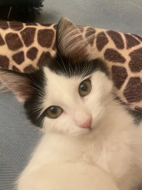 Juniper - Domestic Long Hair