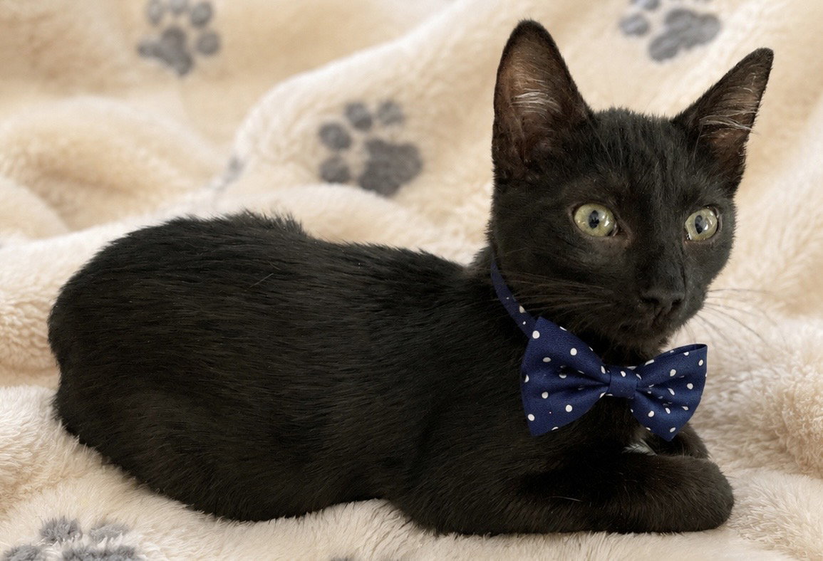 Jeremy, Domestic Short Hair
