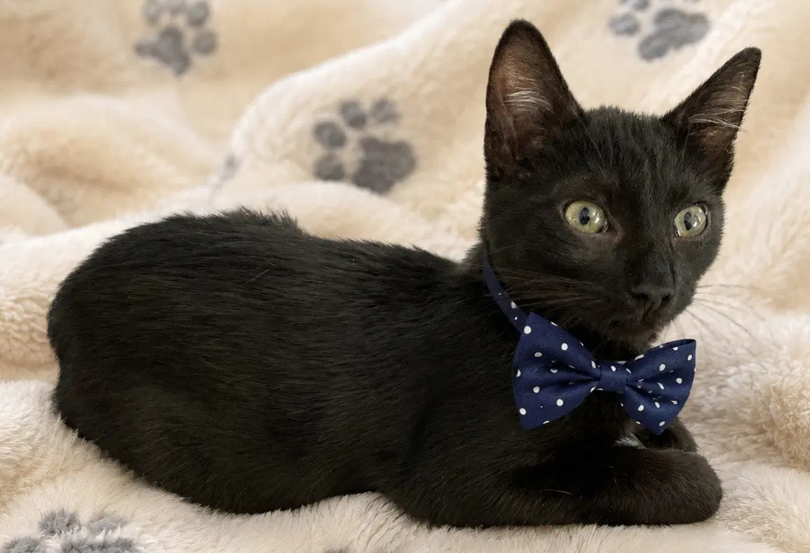 Jeremy - Domestic Short Hair