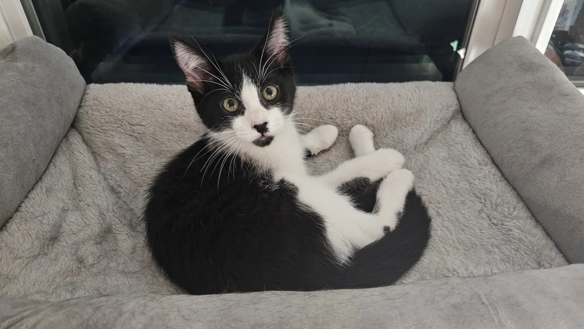 Beethoven - Domestic Medium Hair