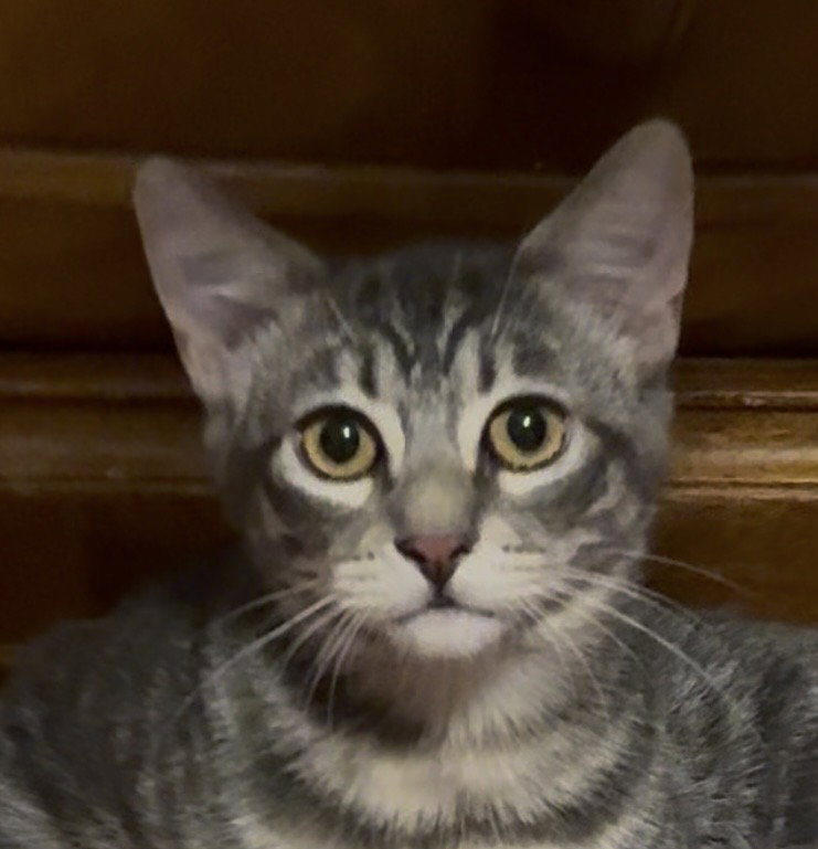 Wynken, Domestic Short Hair